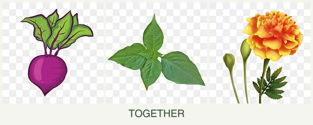 Can you plant beets, basil and marigolds together?