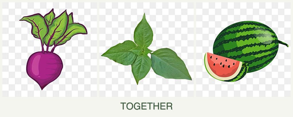 Can you plant beets, basil and melons together?