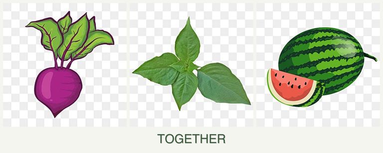 Can you plant beets, basil and melons together?