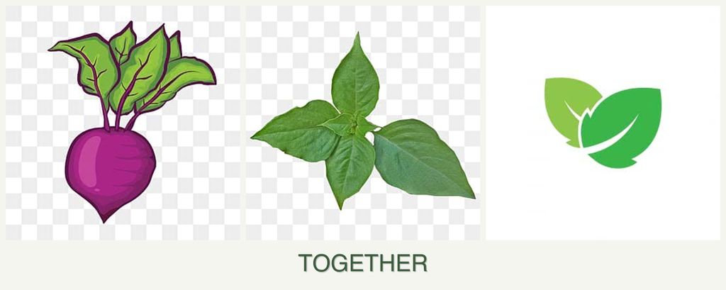 Can you plant beets, basil and mint together?