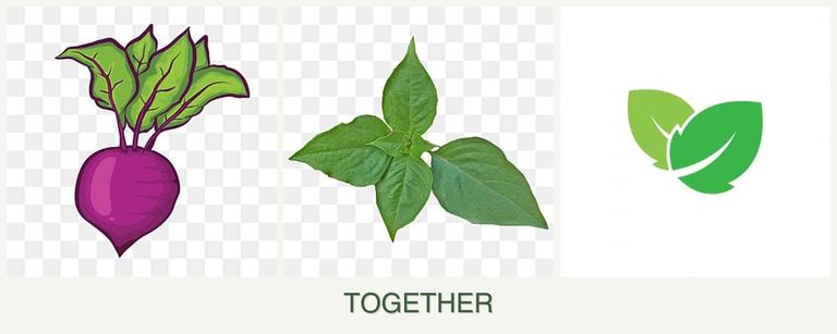 Can you plant beets, basil and mint together?