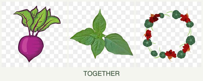 Can you plant beets, basil and nasturtiums together?