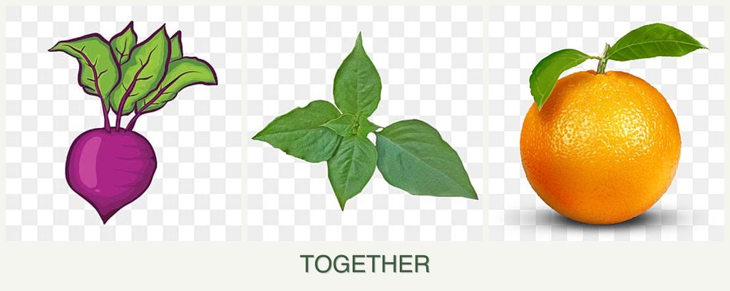 Can you plant beets, basil and oranges together?
