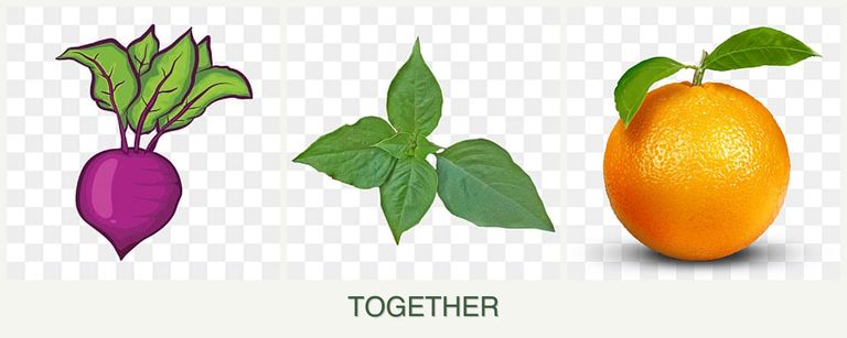 Can you plant beets, basil and oranges together?