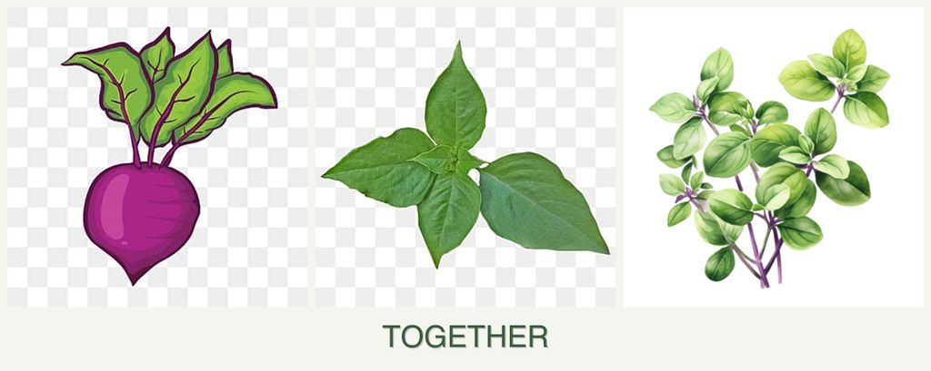 Can you plant beets, basil and oregano together?
