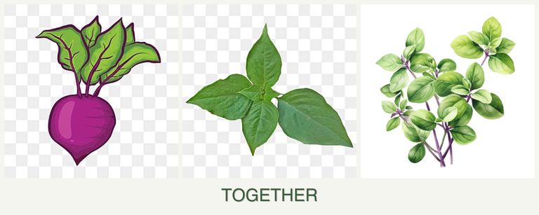 Can you plant beets, basil and oregano together?