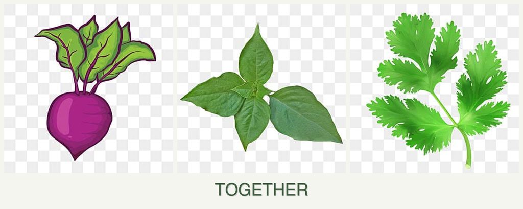 Can you plant beets, basil and parsley together?