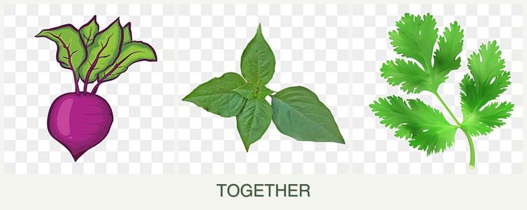 Can you plant beets, basil and parsley together?