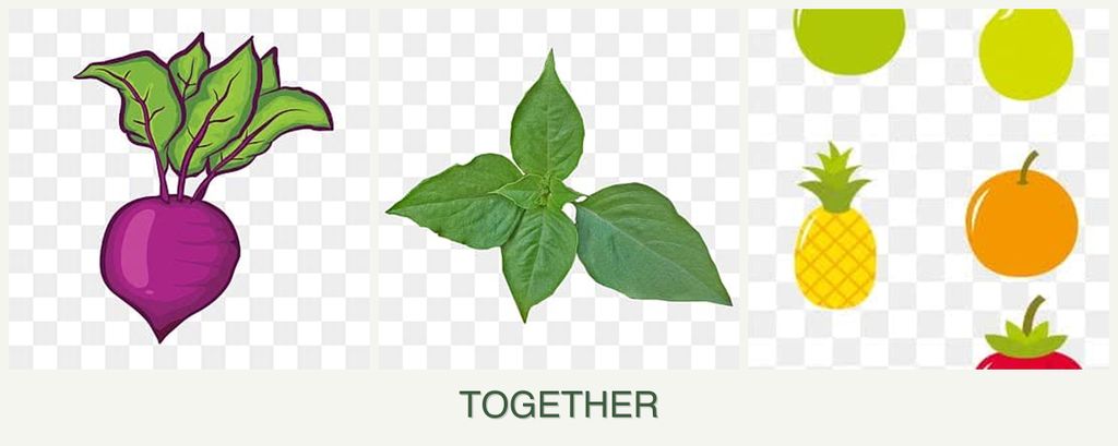 Can you plant beets, basil and pears together?