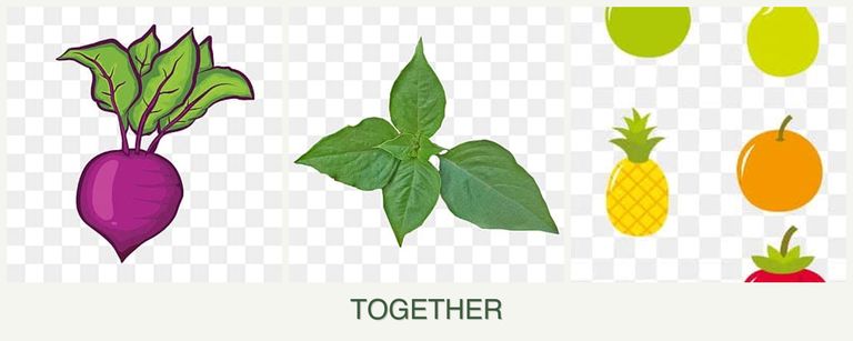 Can you plant beets, basil and pears together?