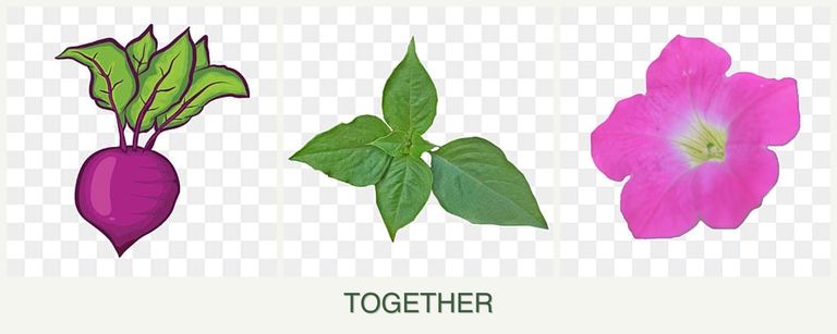 Can you plant beets, basil and petunias together?