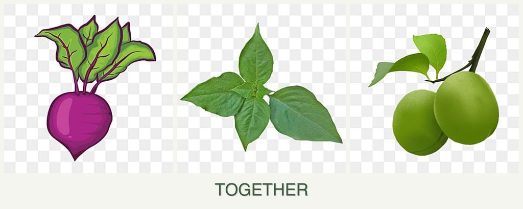 Can you plant beets, basil and plums together?