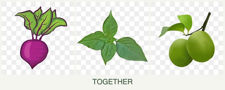 Can you plant beets, basil and plums together?