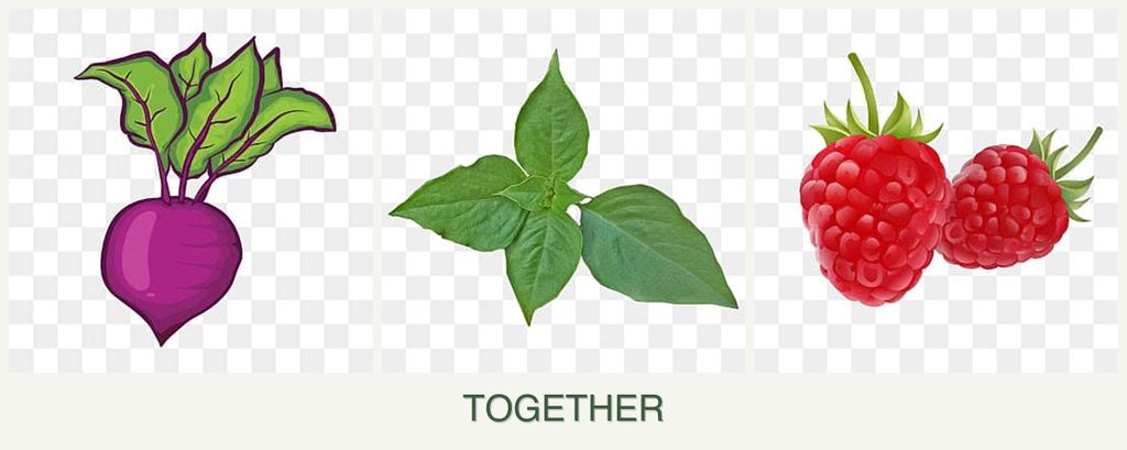 Can you plant beets, basil and raspberries together?