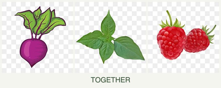 Can you plant beets, basil and raspberries together?