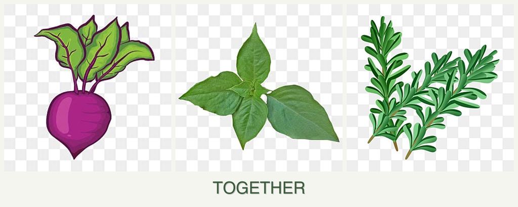 Can you plant beets, basil and rosemary together?