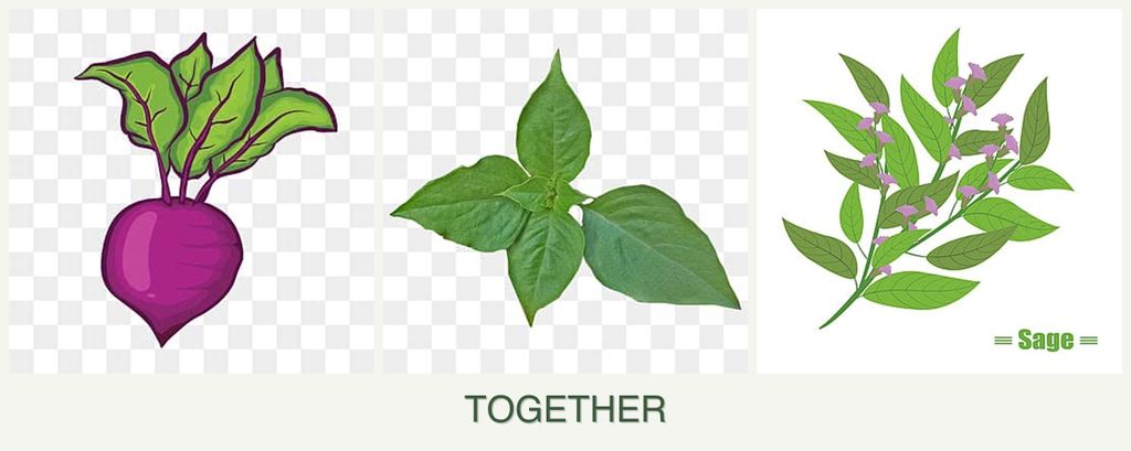 Can you plant beets, basil and sage together?