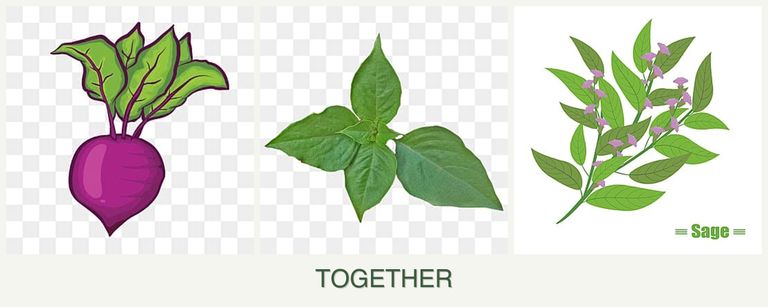 Can you plant beets, basil and sage together?