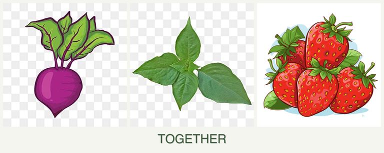 Can you plant beets, basil and strawberries together?