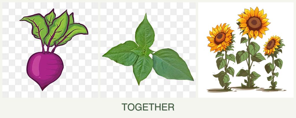 Can you plant beets, basil and sunflowers together?