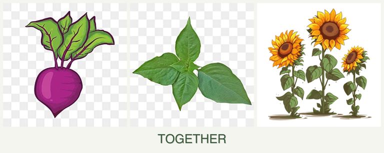 Can you plant beets, basil and sunflowers together?