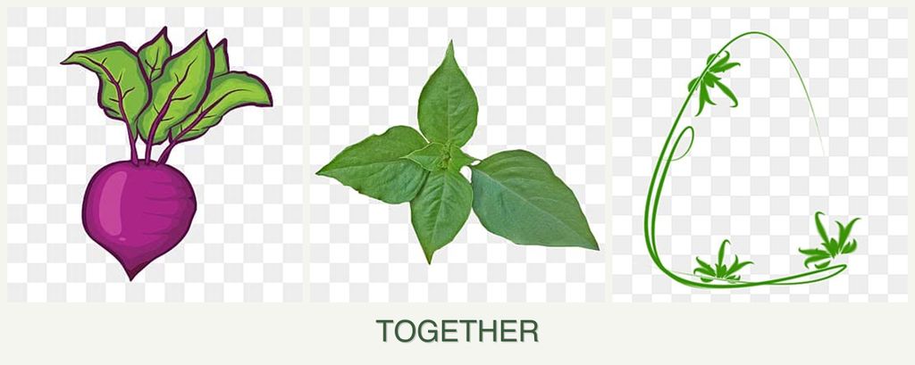 Can you plant beets, basil and tarragon together?