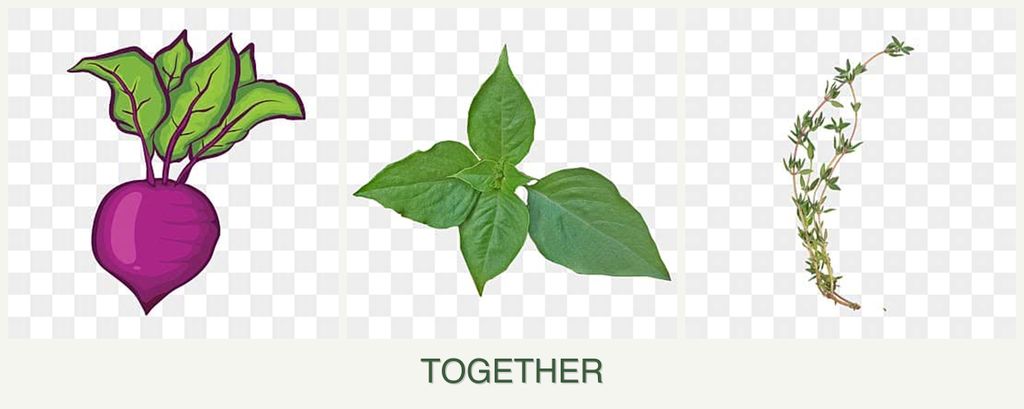 Can you plant beets, basil and thyme together?