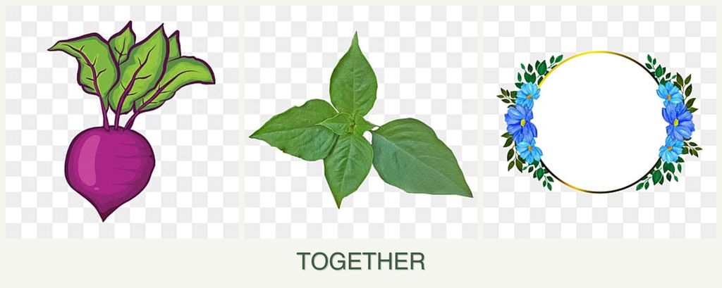 Can you plant beets, basil and zinnias together?