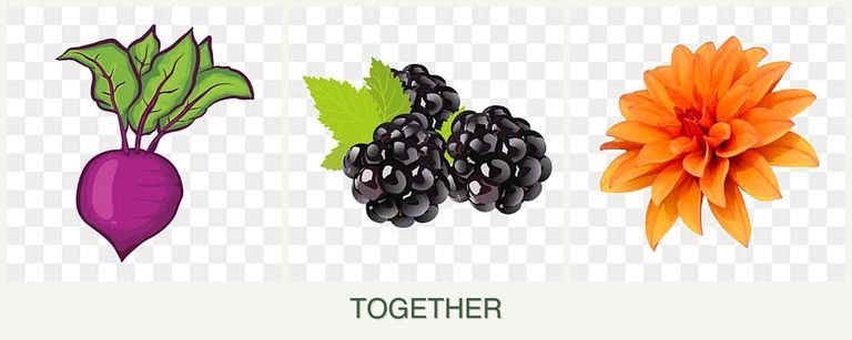 Can you plant beets, blackberries and dahlias together?