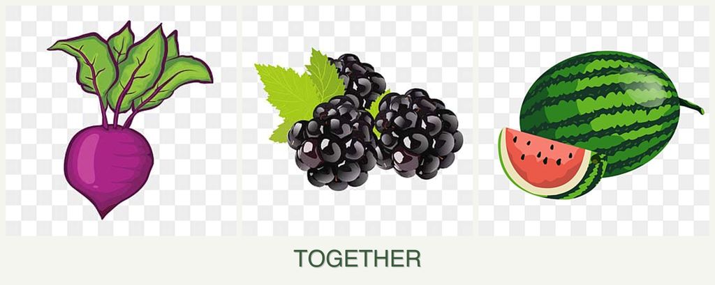 Can you plant beets, blackberries and melons together?