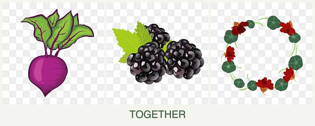 Can you plant beets, blackberries and nasturtiums together?