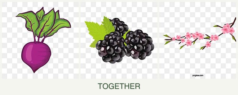 Can you plant beets, blackberries and peaches together?