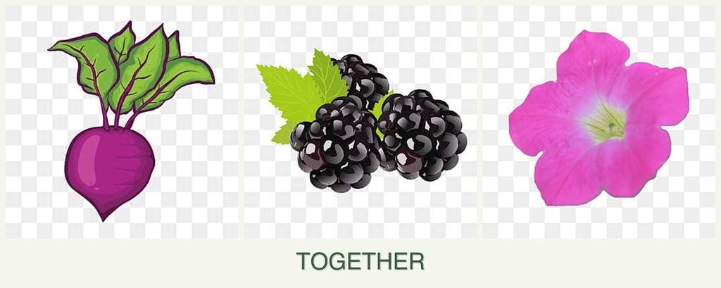 Can you plant beets, blackberries and petunias together?
