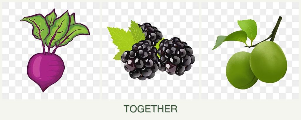 Can you plant beets, blackberries and plums together?