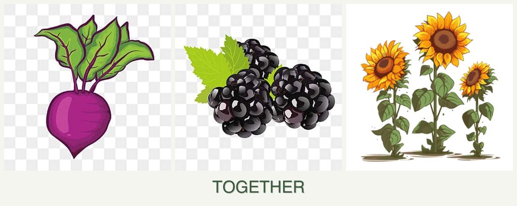 Can you plant beets, blackberries and sunflowers together?