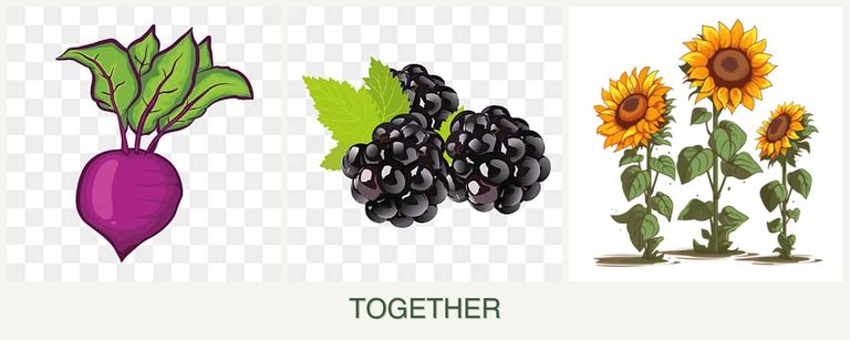 Can you plant beets, blackberries and sunflowers together?