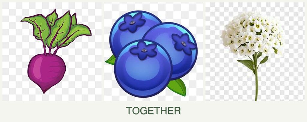 Can you plant beets, blueberries and alyssum together?
