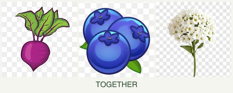 Can you plant beets, blueberries and alyssum together?