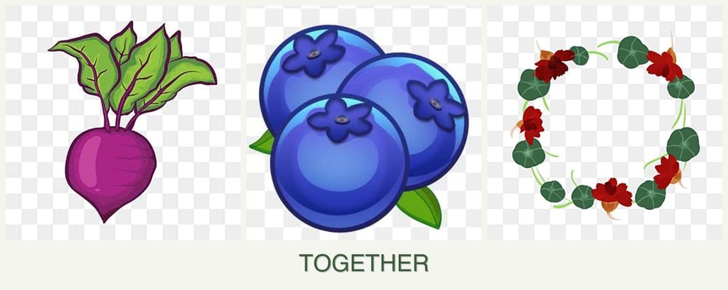 Can you plant beets, blueberries and nasturtiums together?