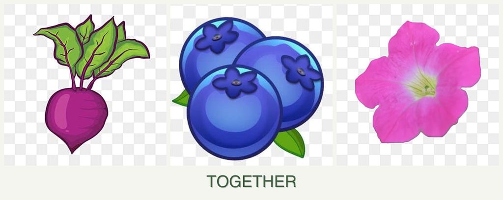 Can you plant beets, blueberries and petunias together?