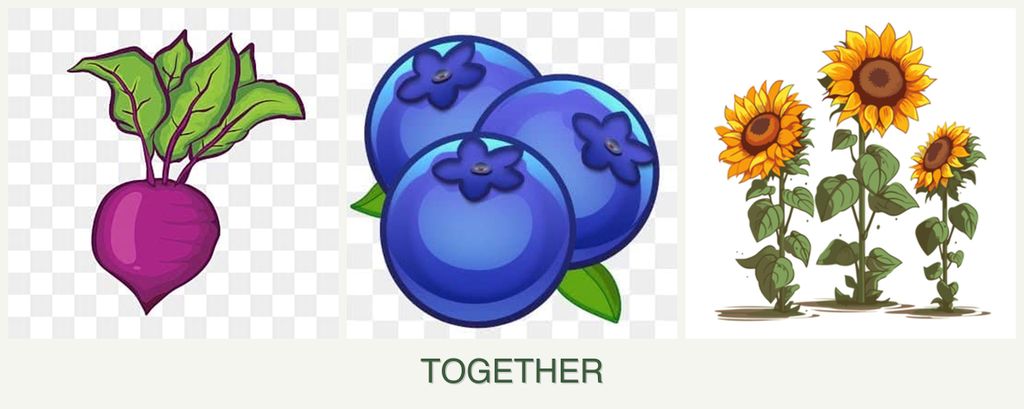 Can you plant beets, blueberries and sunflowers together?