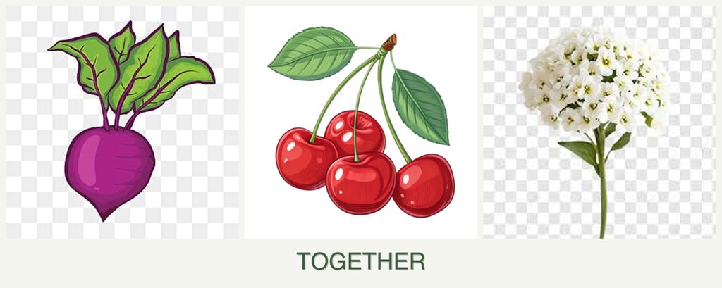 Can you plant beets, cherries and alyssum together?