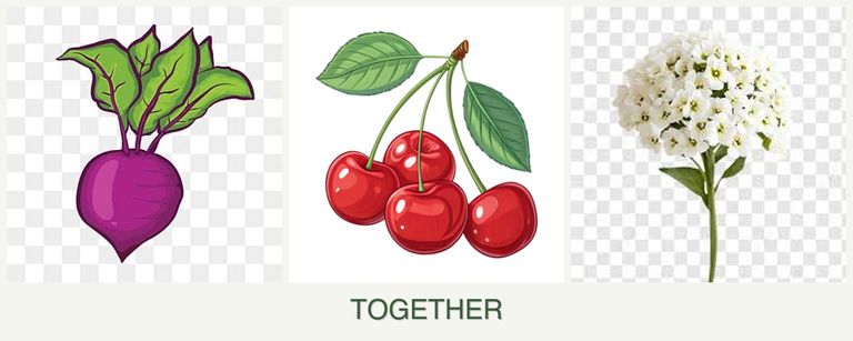 Can you plant beets, cherries and alyssum together?