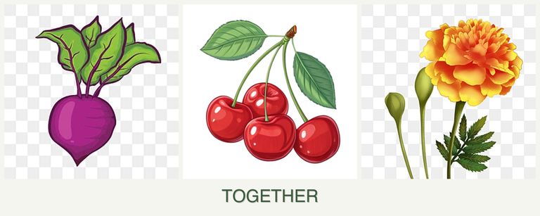 Can you plant beets, cherries and marigolds together?
