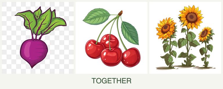 Can you plant beets, cherries and sunflowers together?