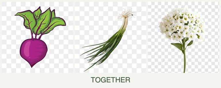 Can you plant beets, chives and alyssum together?
