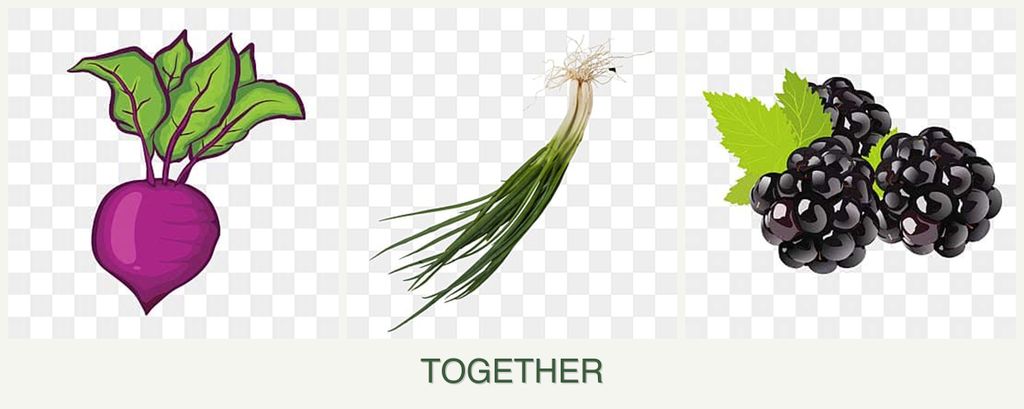Can you plant beets, chives and blackberries together?