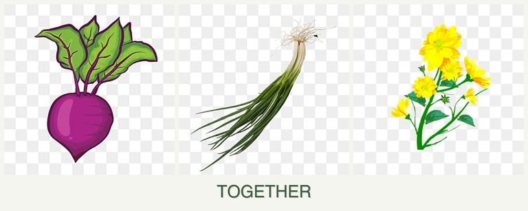 Can you plant beets, chives and calendula together?