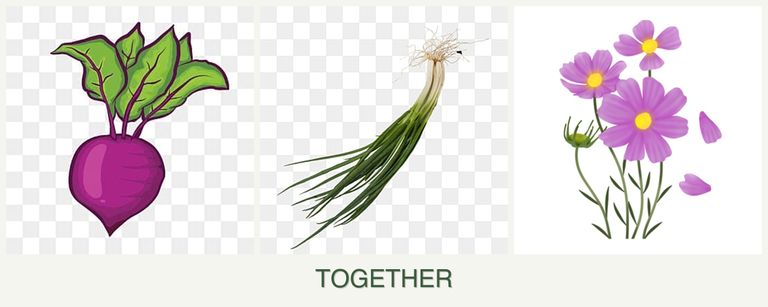 Can you plant beets, chives and cosmos together?
