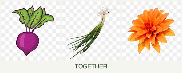 Can you plant beets, chives and dahlias together?